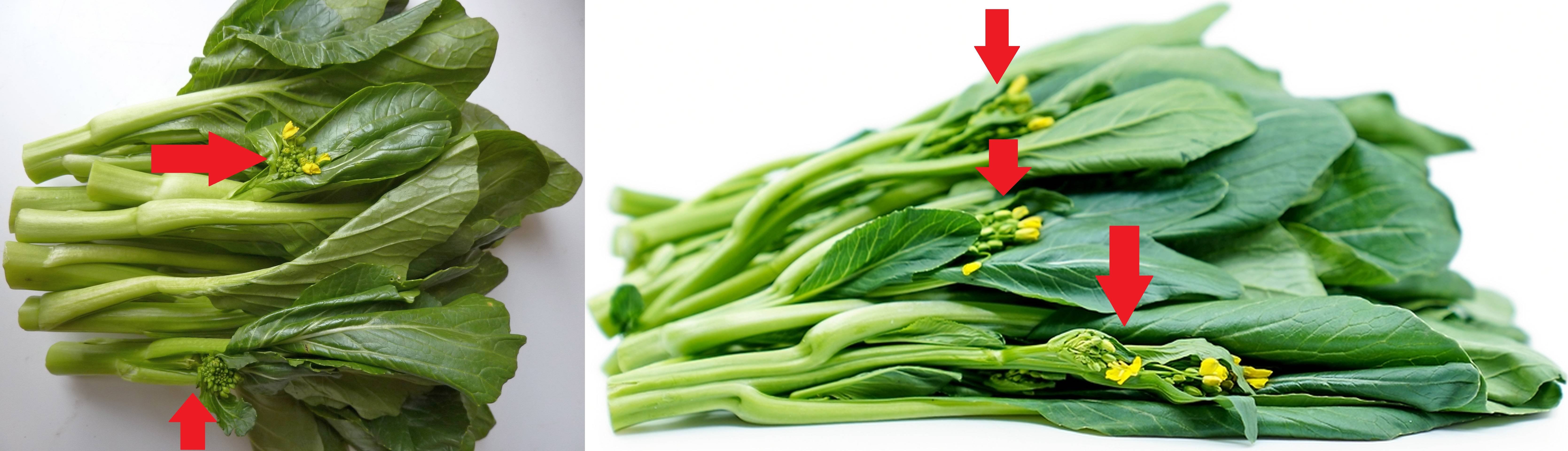 Choi Sum